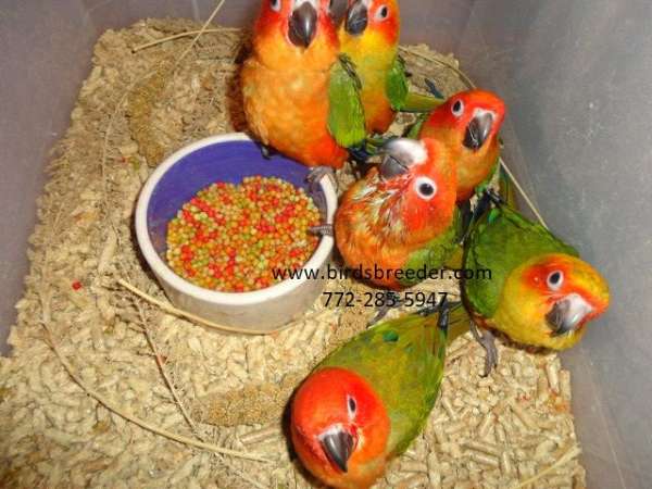 sun-conure-for-sale