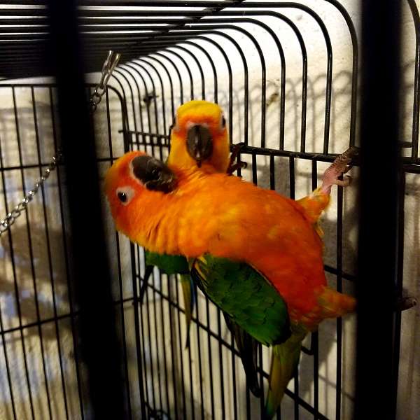 conure-for-sale-in-harrisburg-pa