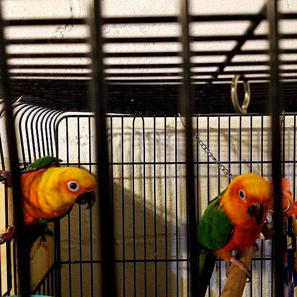 playful-bird-for-sale-in-harrisburg-pa