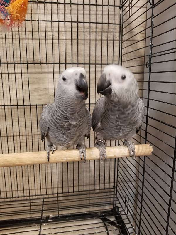 congo-african-grey-parrot-for-sale-in-franklinton-la