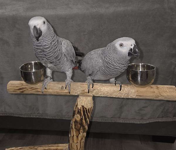 congo-african-grey-parrot-for-sale-in-franklinton-la