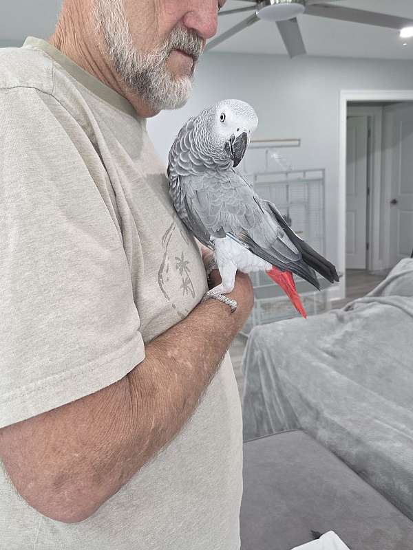 bird-for-sale-in-franklinton-la