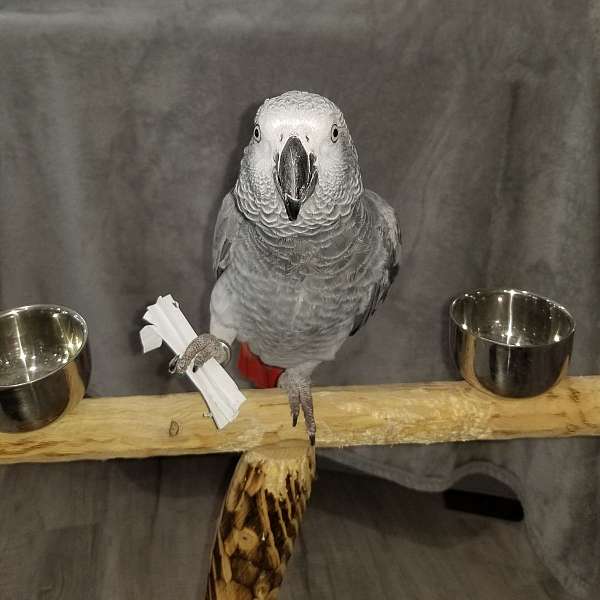 bird-parrot-for-sale-in-franklinton-la