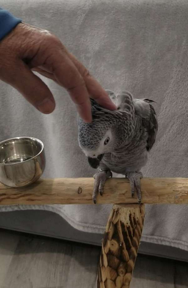 grey-bird-for-sale-in-franklinton-la