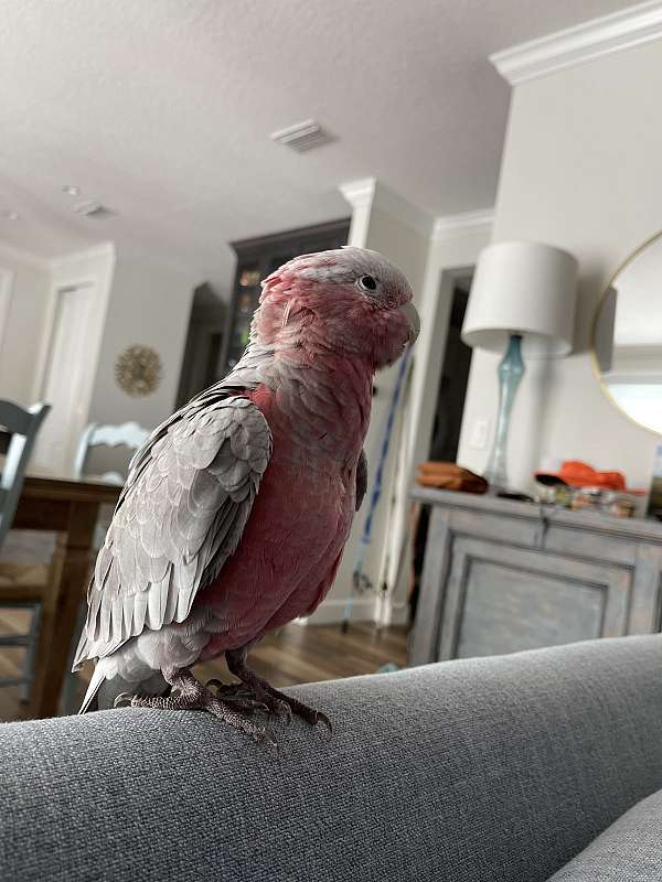 rose-breasted-cockatoo-for-sale-in-ocala-fl
