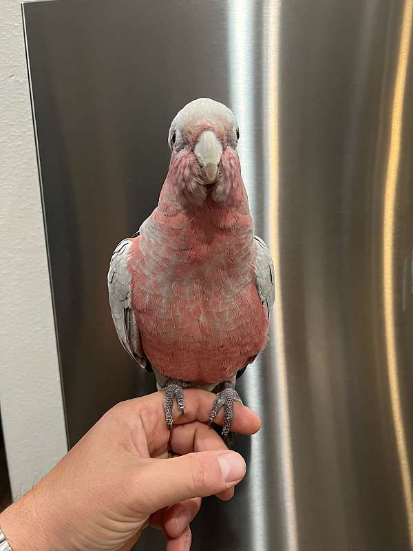 baby-rose-breasted-cockatoo-for-sale