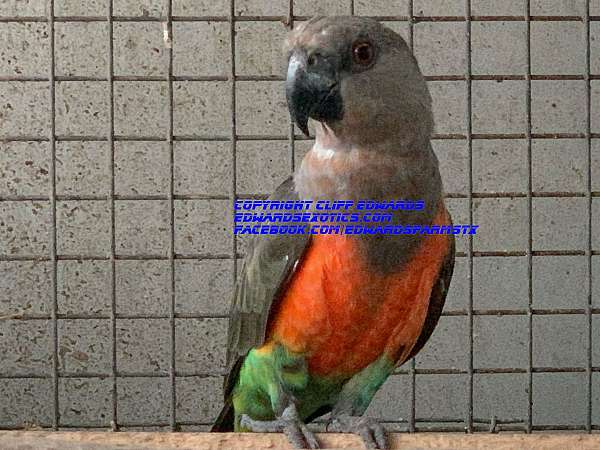 poicephalus-parrots-for-sale-in-liberty-hill-tx