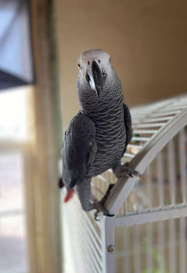 african-grey-parrot-for-sale-in-divide-co