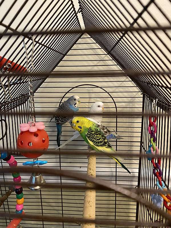 parakeet-for-sale-in-sharon-ma