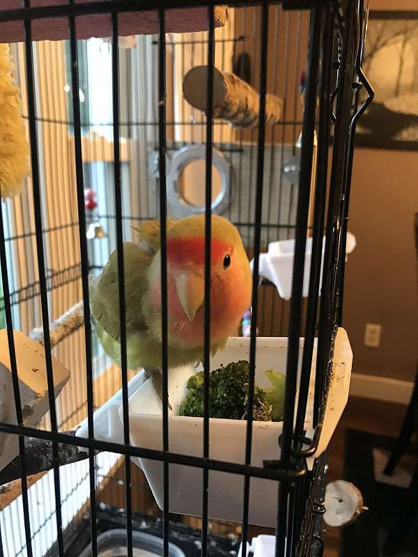 lovebird-for-sale-in-new-hampshire