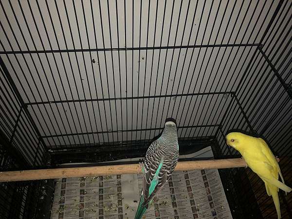 parakeet-for-sale