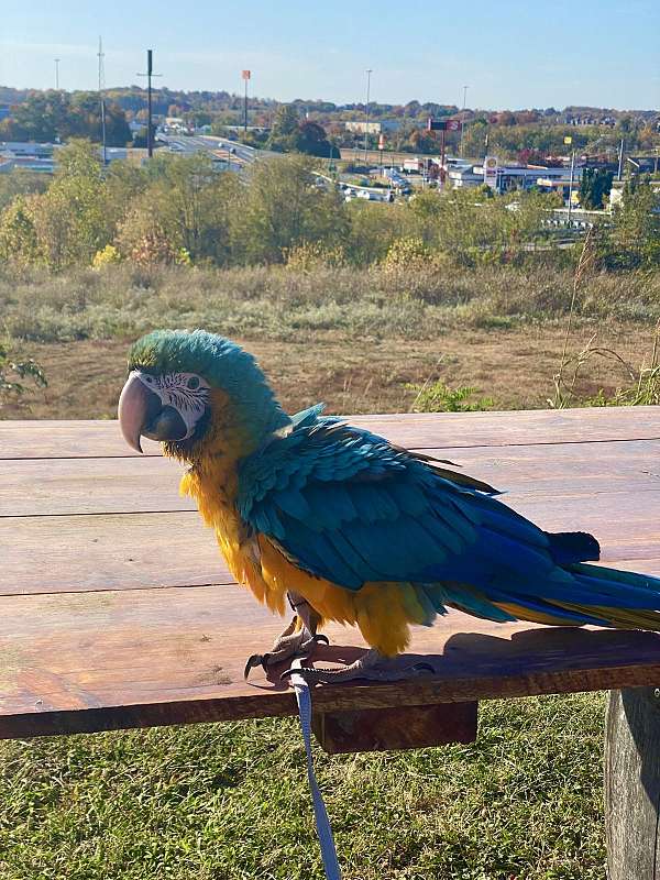 macaw-for-sale-in-berea-ky