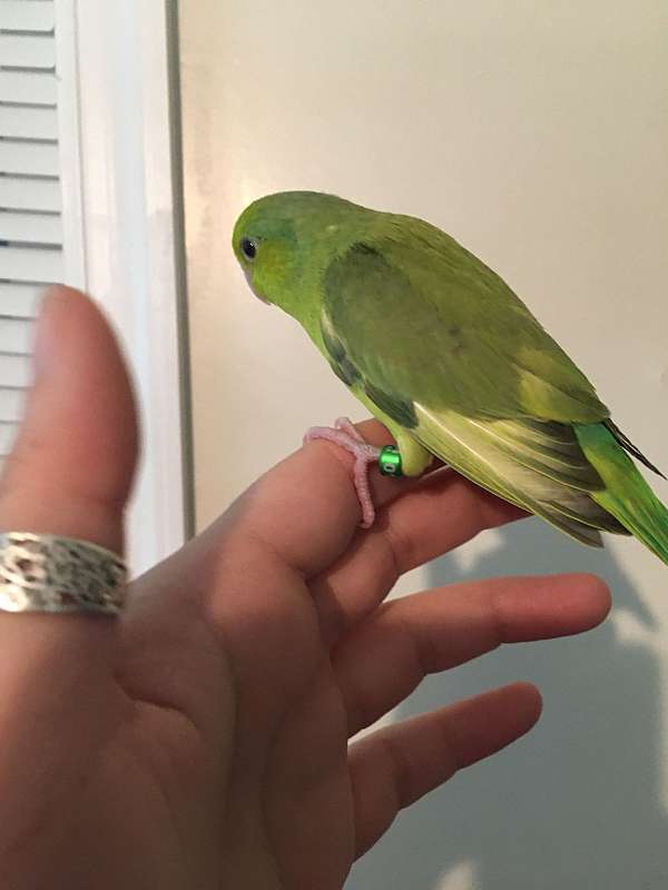 green-pied-handfed-tame-bird-for-sale