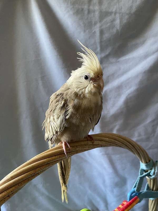 cockatiel-parrot-for-sale-in-irving-tx