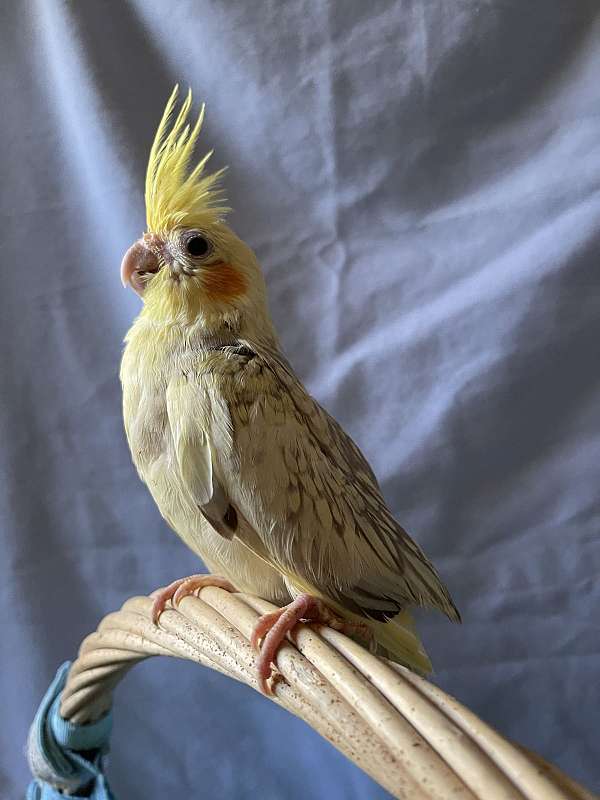 pearl-yellow-parrot-for-sale