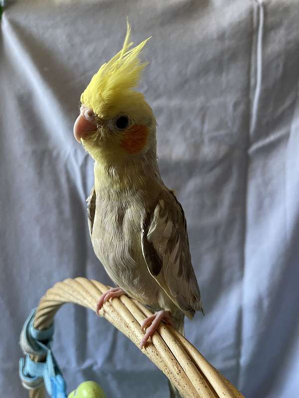 pied-yellow-bird-for-sale-in-irving-tx