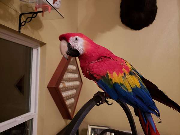 red-bird-for-sale-in-san-marcos-tx