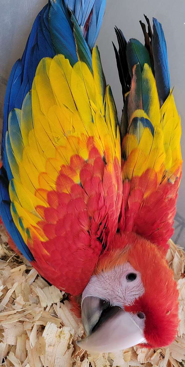 scarlet-macaw-for-sale-in-monetta-sc