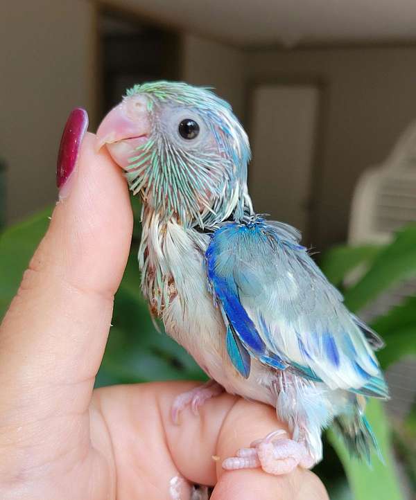 pacific-parrotlet-for-sale-in-monetta-sc