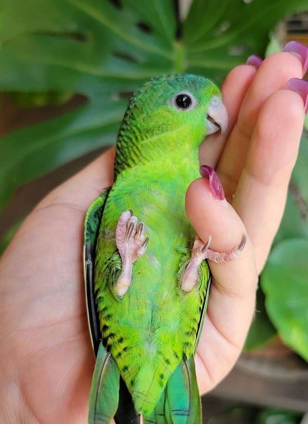 lineolated-parakeet-for-sale-in-monetta-sc
