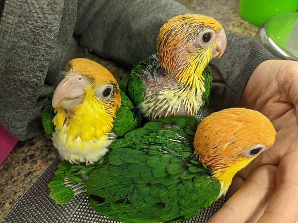 white-bellied-caique-for-sale