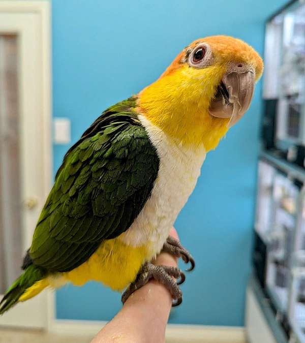 black-white-bird-for-sale-in-texas