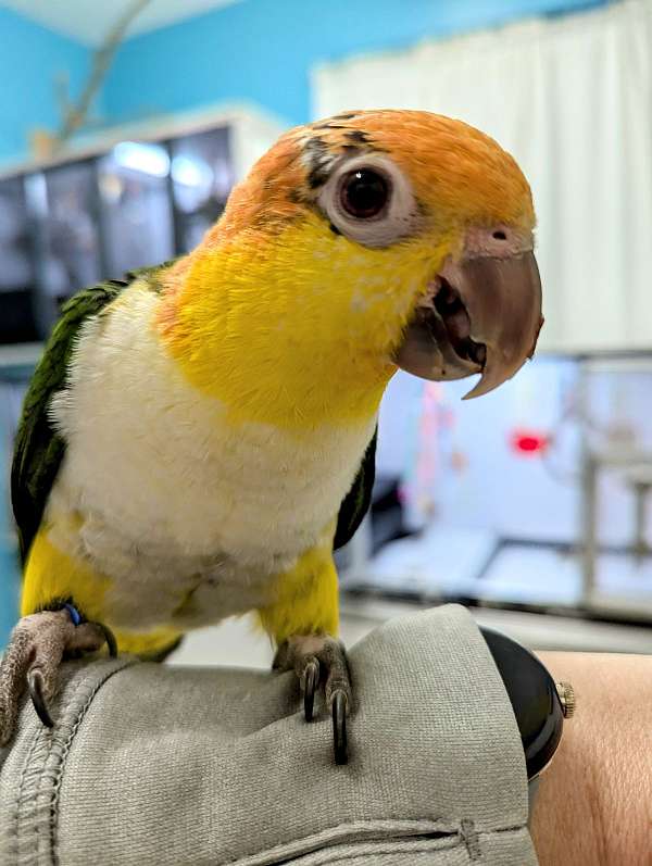 white-bellied-caique-for-sale