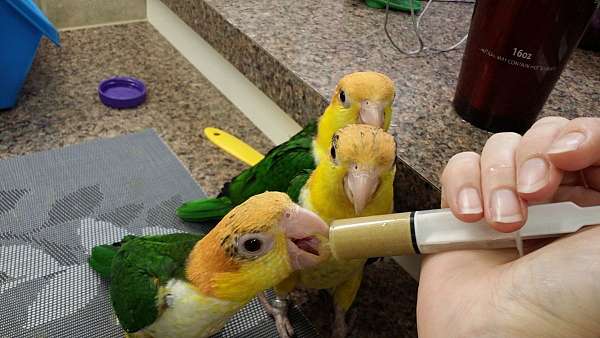 white-bellied-caique-for-sale