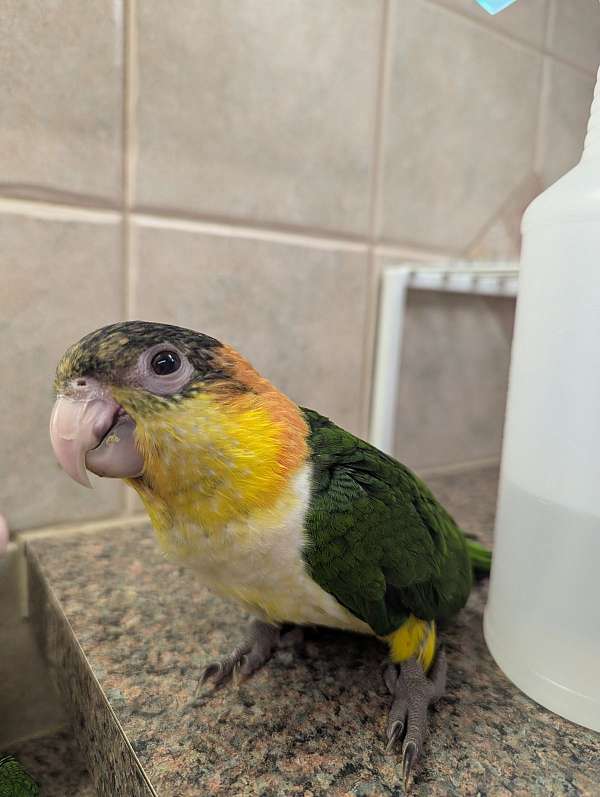 companion-bird-for-sale