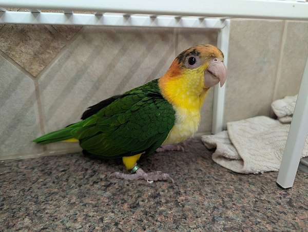 cute-bird-for-sale