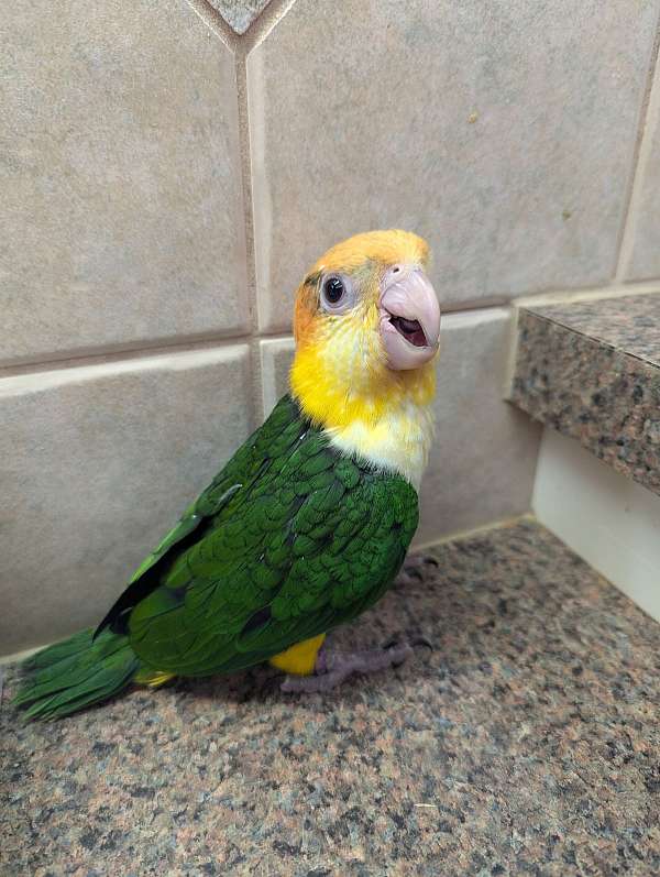 white-bellied-caique-for-sale