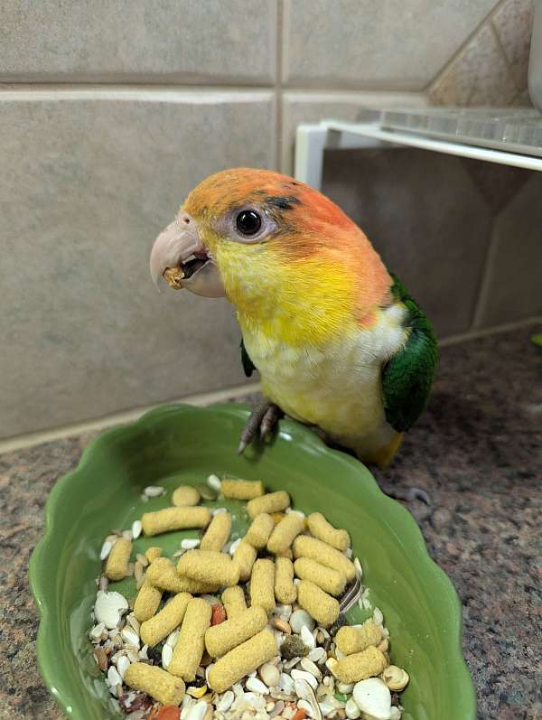 handfed-bird-for-sale