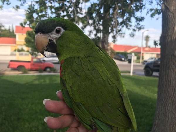 noble-macaw-for-sale
