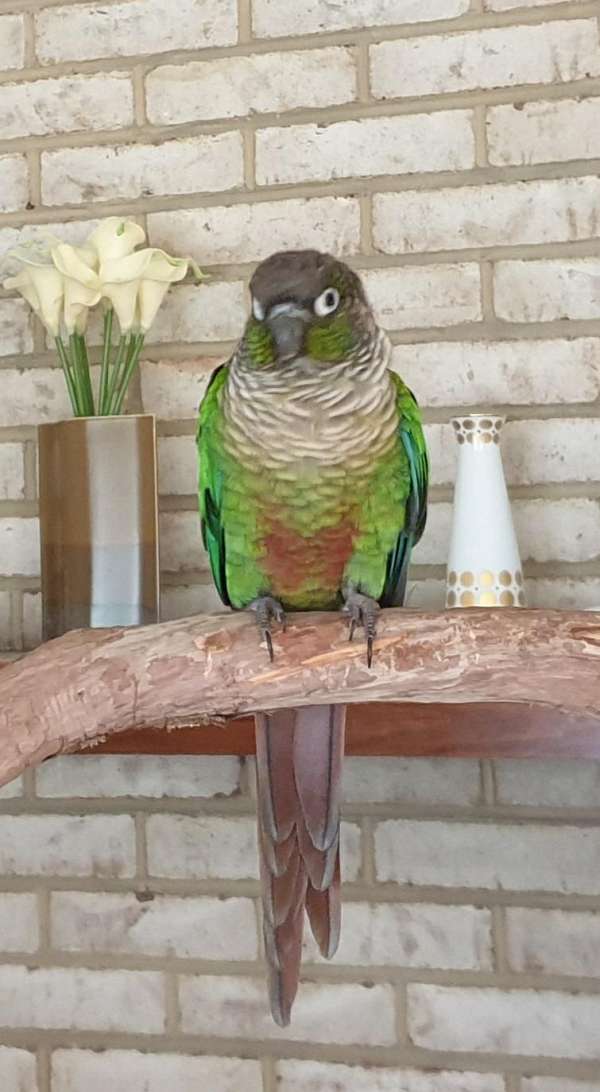 green-peach-conure-parrot-for-sale