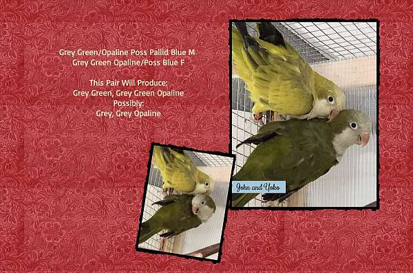 albino-quaker-parrots-for-sale