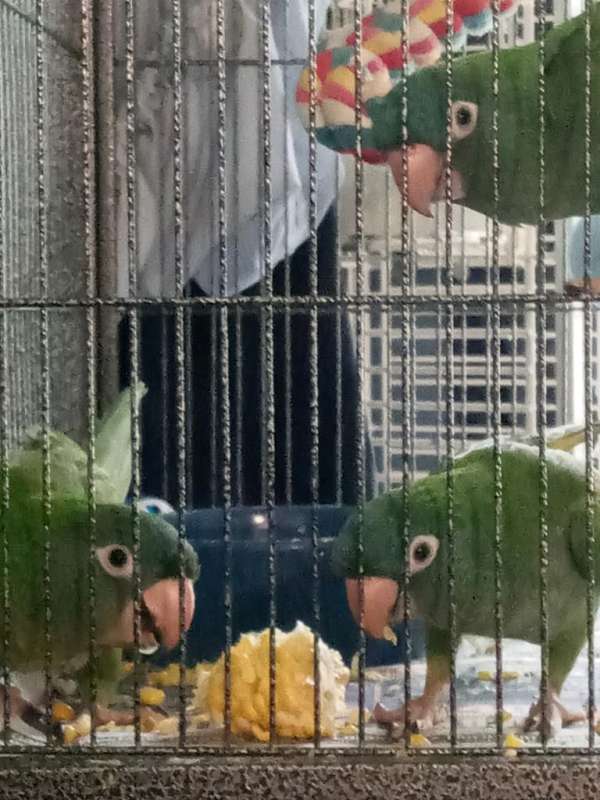conure-for-sale-in-amherst-oh