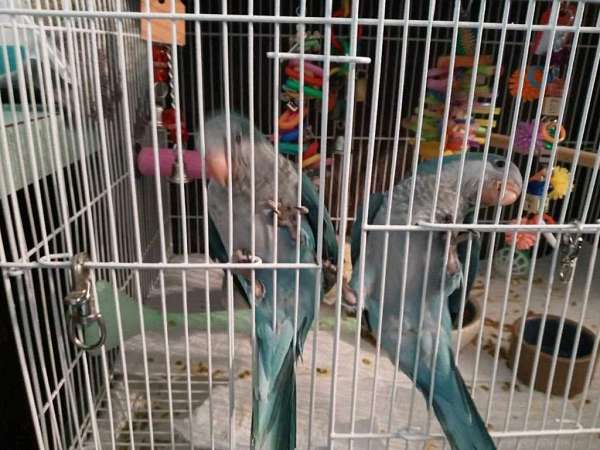 quaker-parrots-for-sale-in-amherst-oh