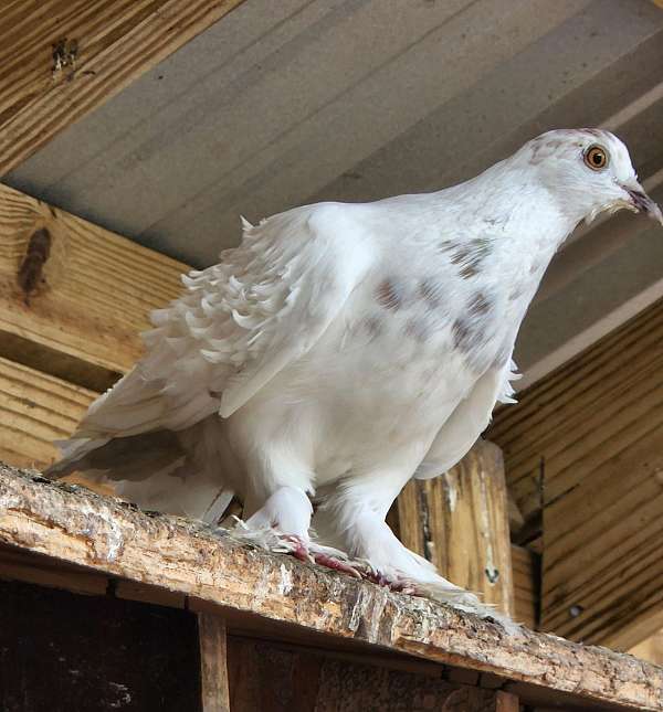 pastel-pigeon-for-sale