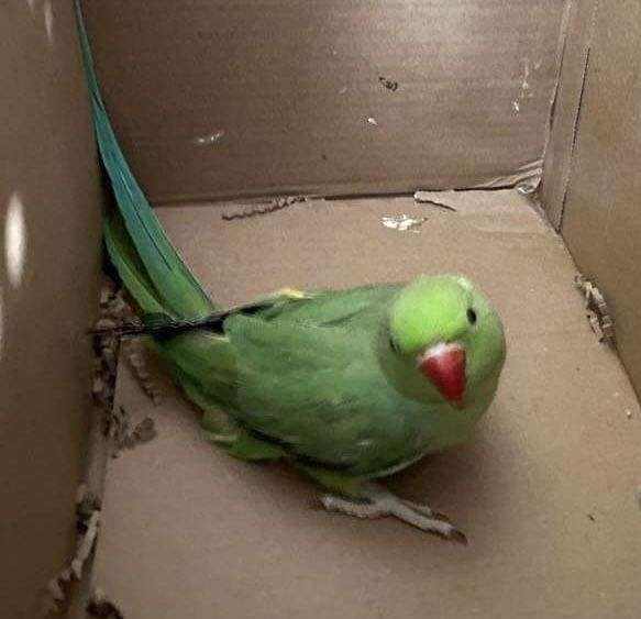 parrot-for-sale-in-oxford-oh