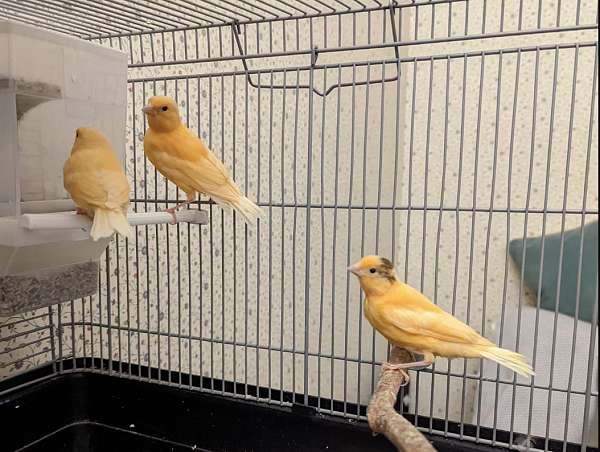 red-factor-canary-for-sale-in-fall-river-ma