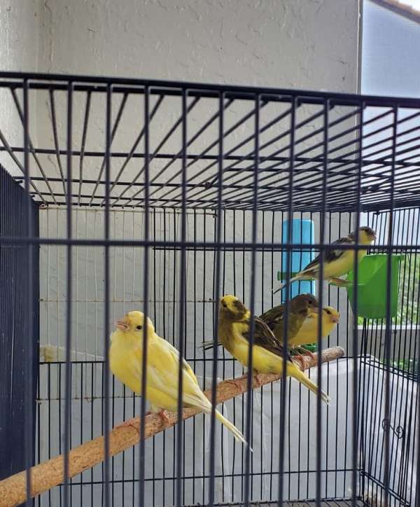 american-singer-canary-for-sale-in-florida