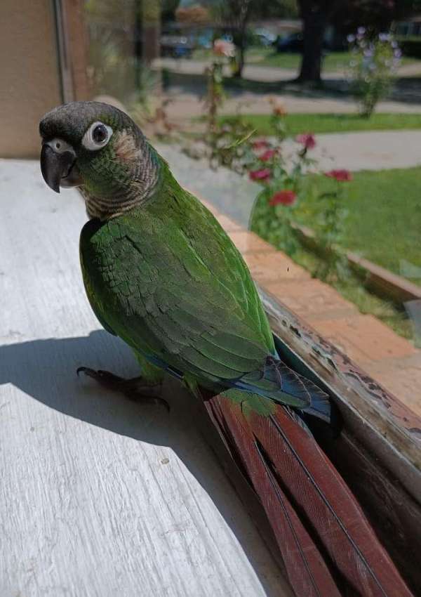 conure-for-sale