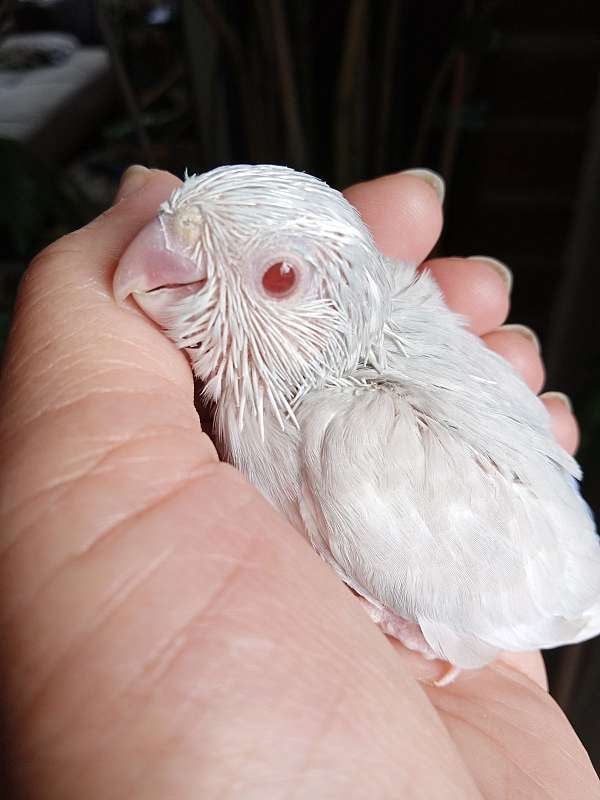 white-bird-for-sale