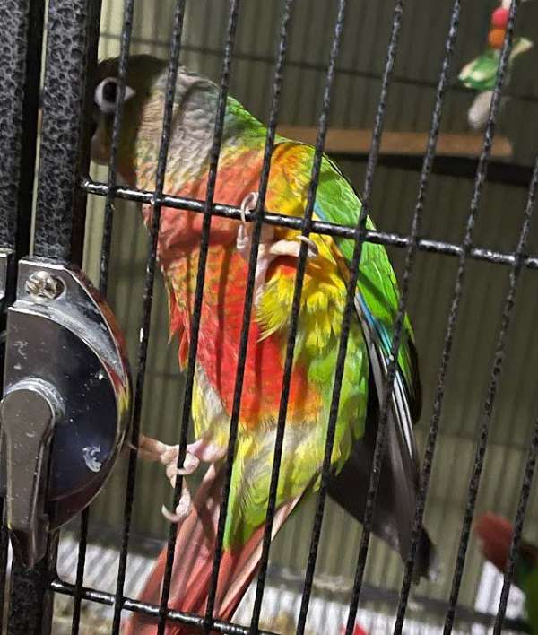 conure-for-sale-in-mansfield-tx