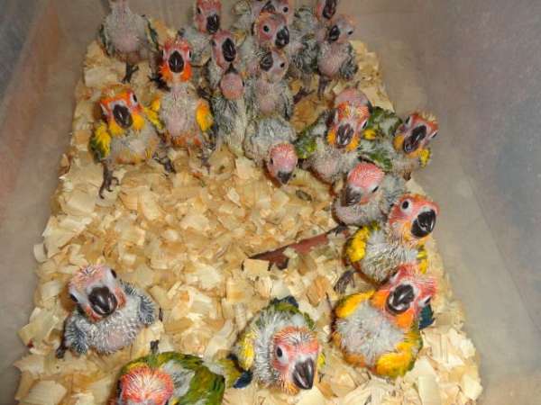 sun-conure-for-sale