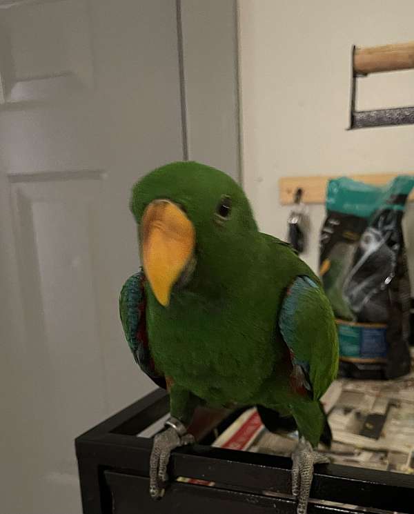 red-sided-eclectus-parrots-for-sale-in-duson-la