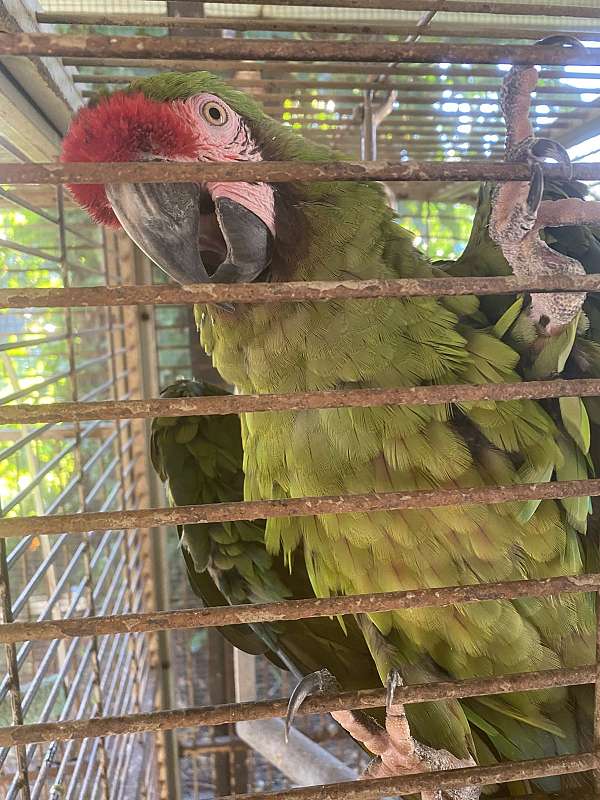 female-macaw-military-macaw-for-sale
