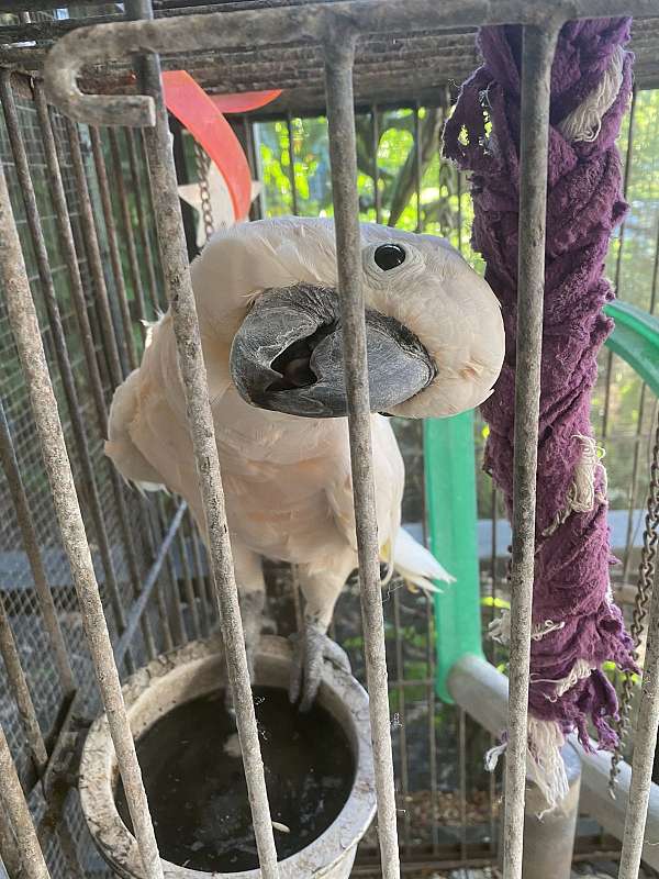 moluccan-cockatoo-for-sale