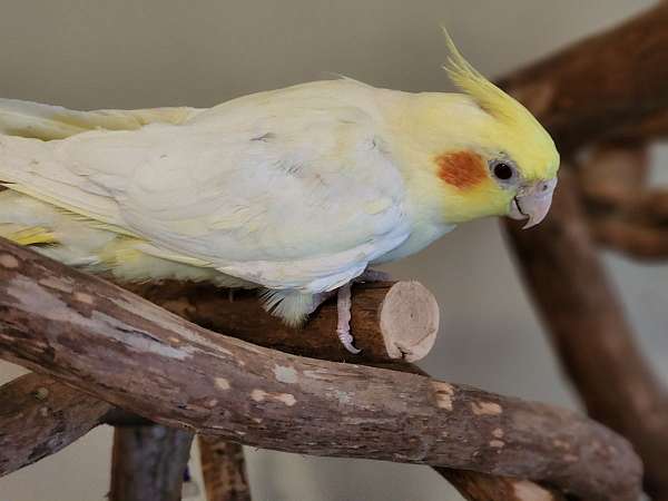 cockatiel-for-sale