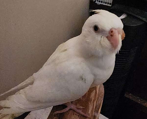 cockatiel-for-sale